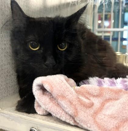 Enlarge Hiccup- BONDED TO LARK, a Adoptable Domestic Medium Hair in Stanwood, WA image 2/2