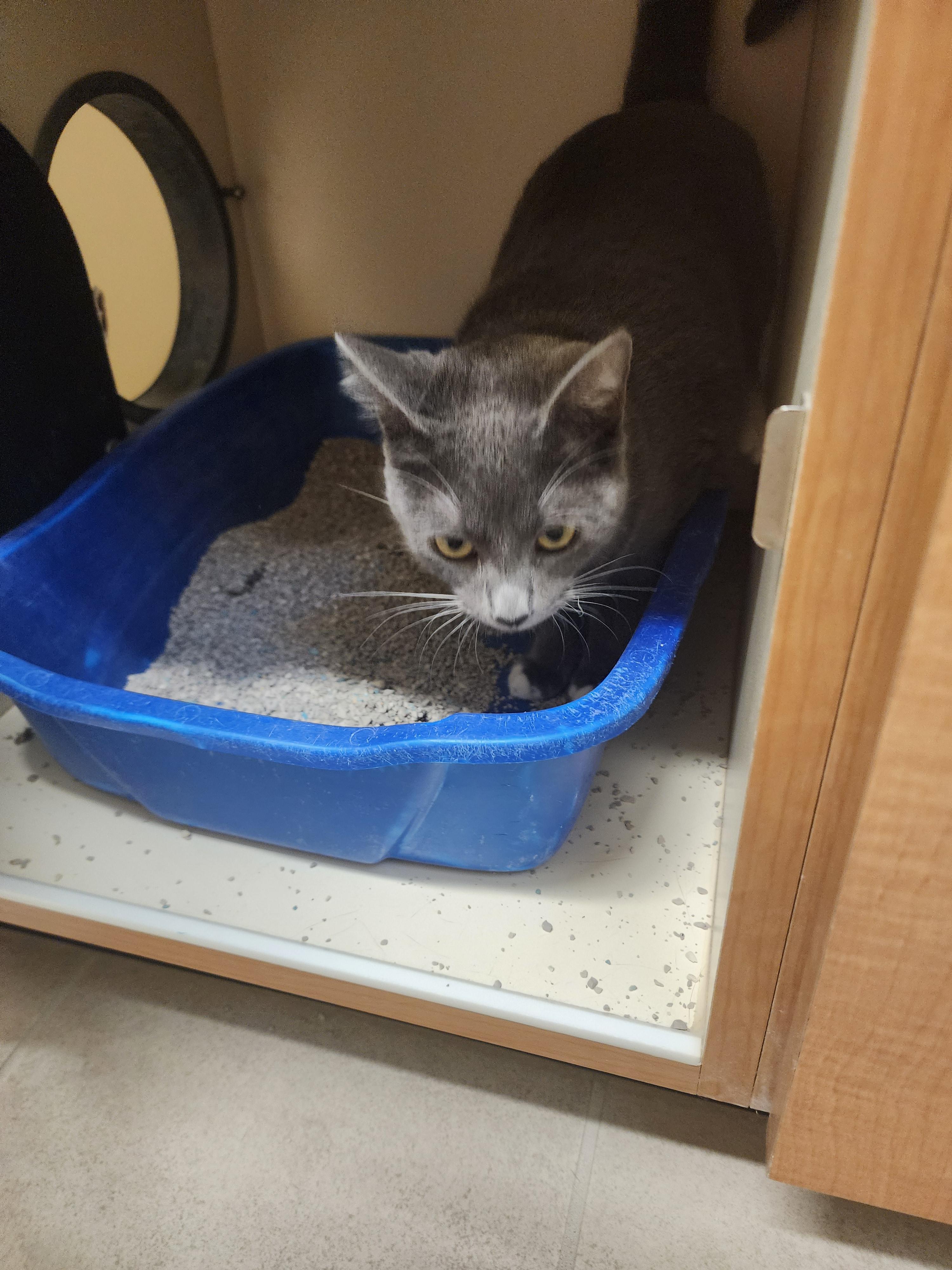 Enlarge KC25-162C, a ADOPTABLE Domestic Short Hair in Ridgecrest, CA image 1/1