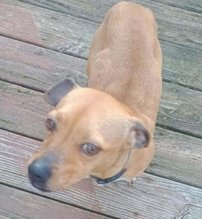 Enlarge Tot, a ADOPTABLE mixed breed in Yorkville, IL image 3/4