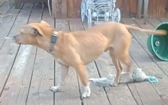 Enlarge Tot, a ADOPTABLE mixed breed in Yorkville, IL image 2/4