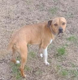 Tot, ADOPTABLE, Young Male Chihuahua.