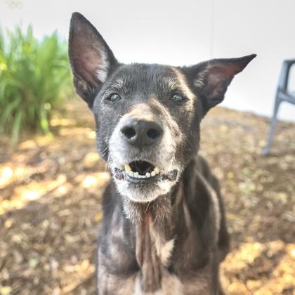 Jade, Adoptable, Adult Female Mixed Breed & Mixed Breed.
