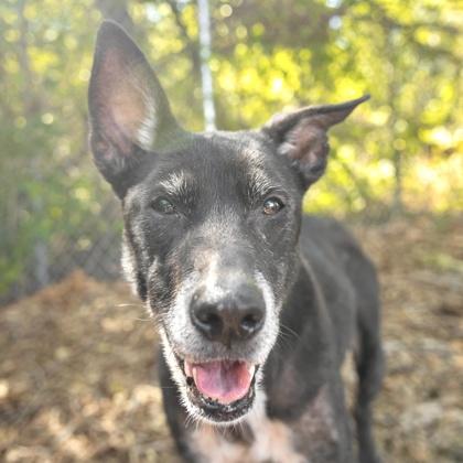 Jade, a Adoptable mixed breed in Largo, FL image 2/3