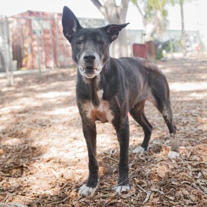 Jade, a Adoptable mixed breed in Largo, FL image 3/3