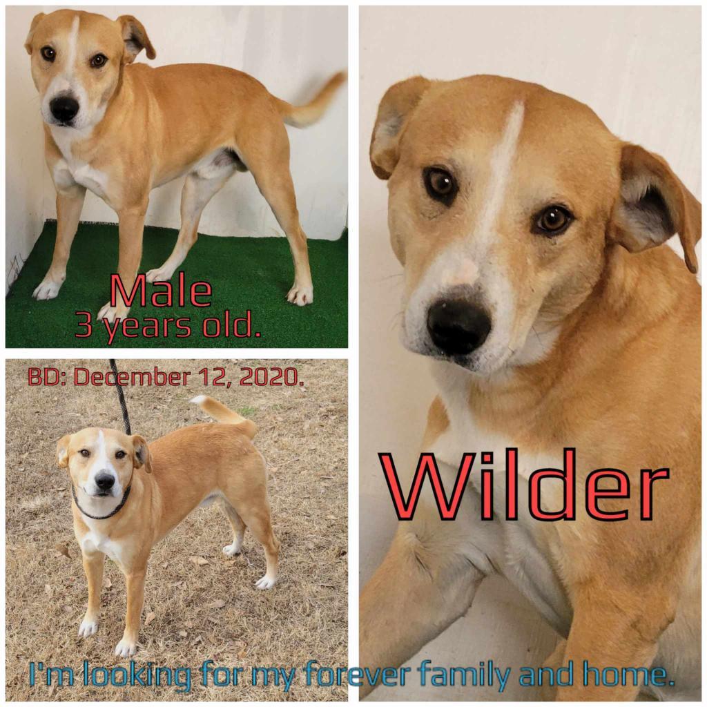 Enlarge Wilder, a Adoptable Mixed Breed in Boaz, AL image 2/2