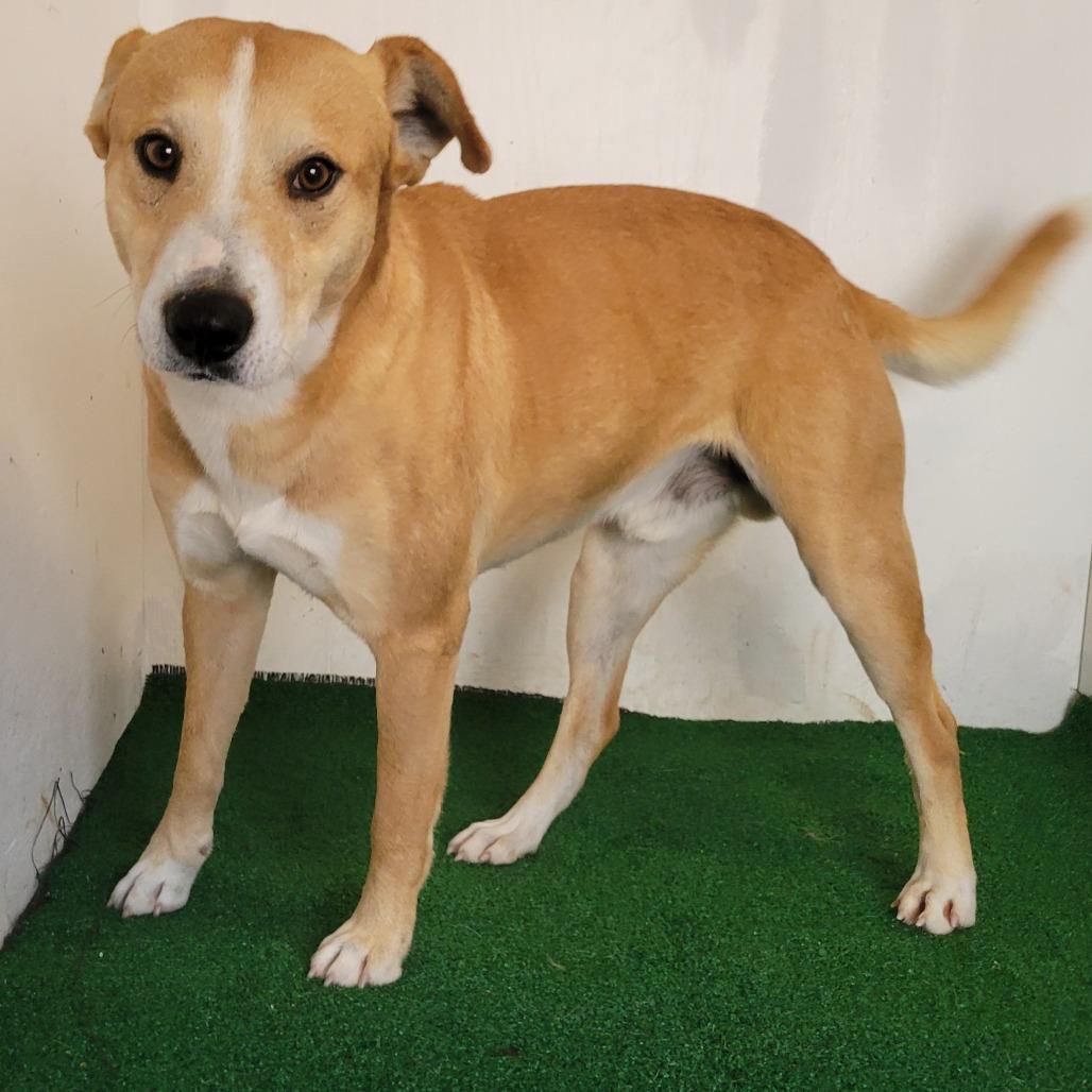 Wilder, Adoptable, Adult Male Mixed Breed.