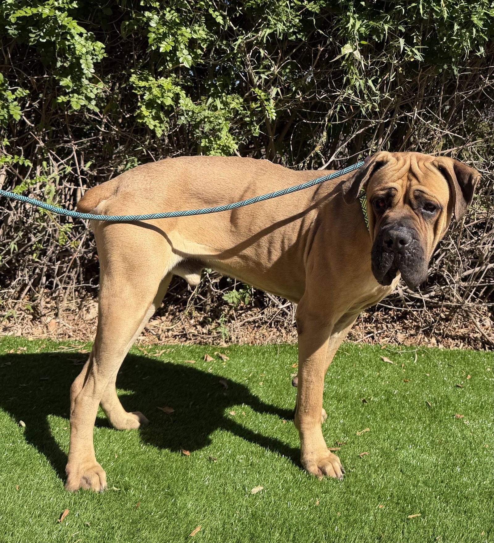 Enlarge Monte, a Adoptable Mastiff in Glendale, AZ image 1/3