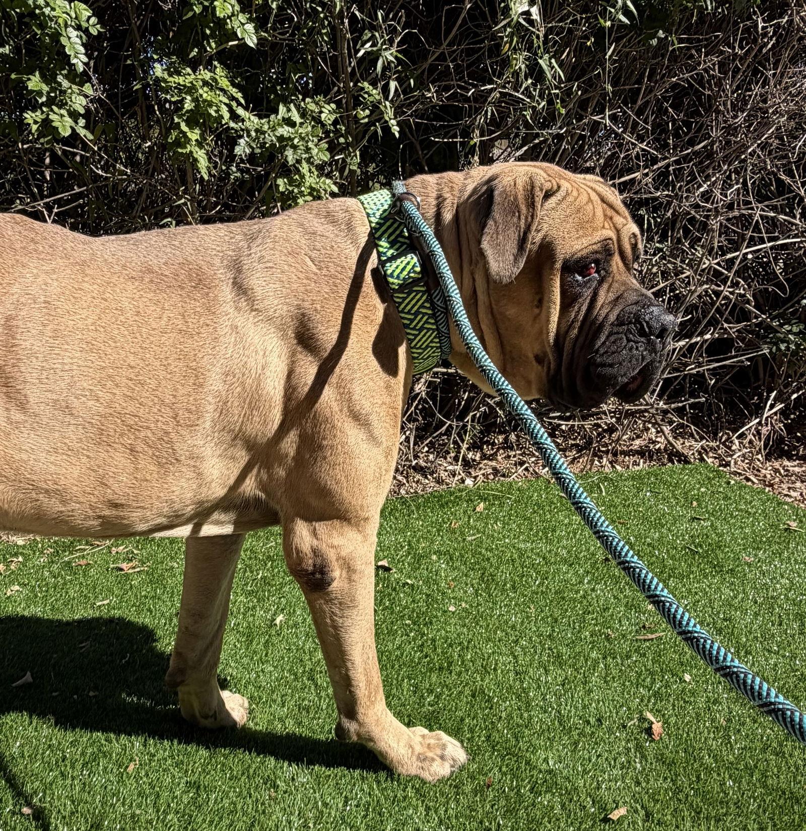 Monte, Adoptable, Young Male Mastiff.