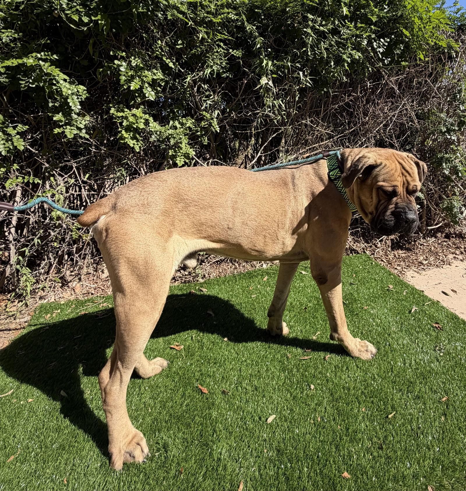 Enlarge Monte, a Adoptable Mastiff in Glendale, AZ image 3/3