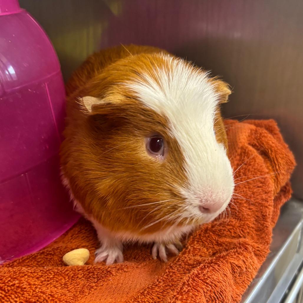 Enlarge Nugget, a Adoptable Guinea Pig in Birdsboro, PA image 1/1