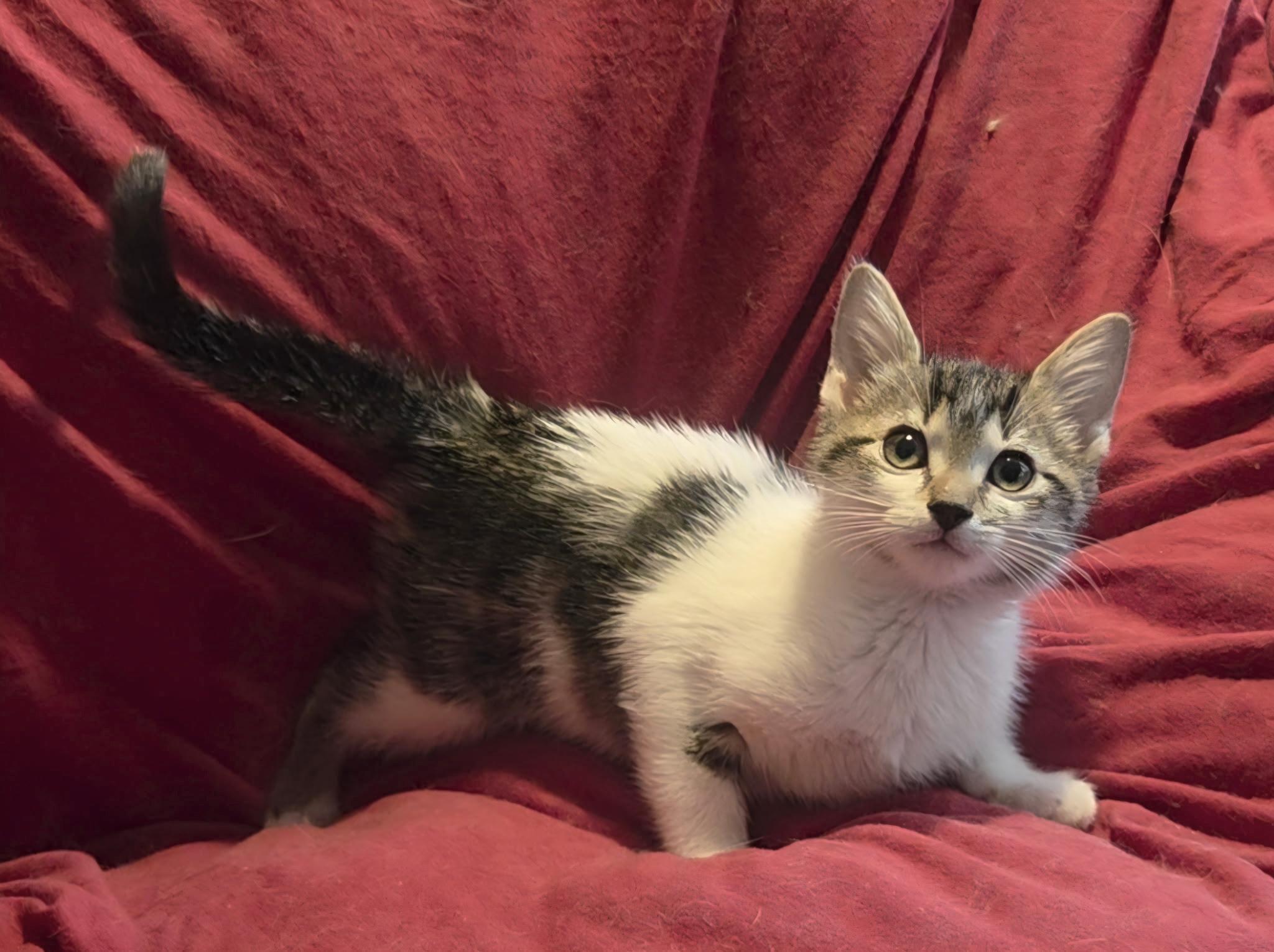 Enlarge Jasper , a ADOPTABLE Domestic Medium Hair in Bradenton, FL image 2/4