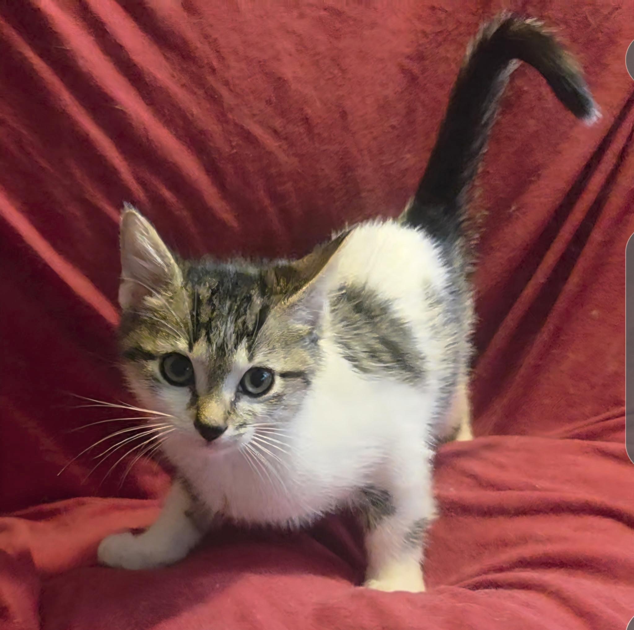 Enlarge Jasper , a ADOPTABLE Domestic Medium Hair in Bradenton, FL image 3/4