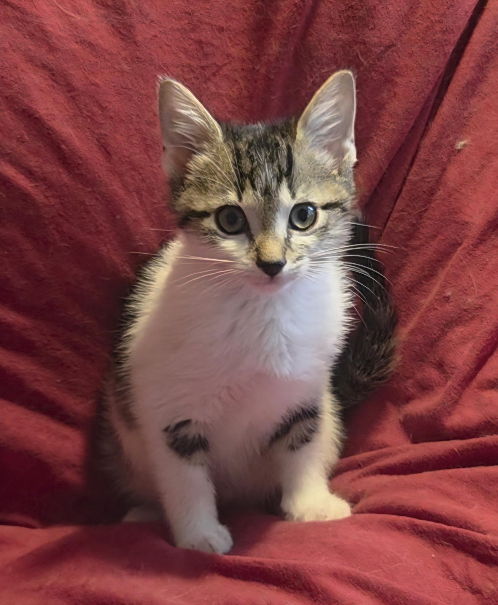 Enlarge Jasper , a ADOPTABLE Domestic Medium Hair in Bradenton, FL image 1/4