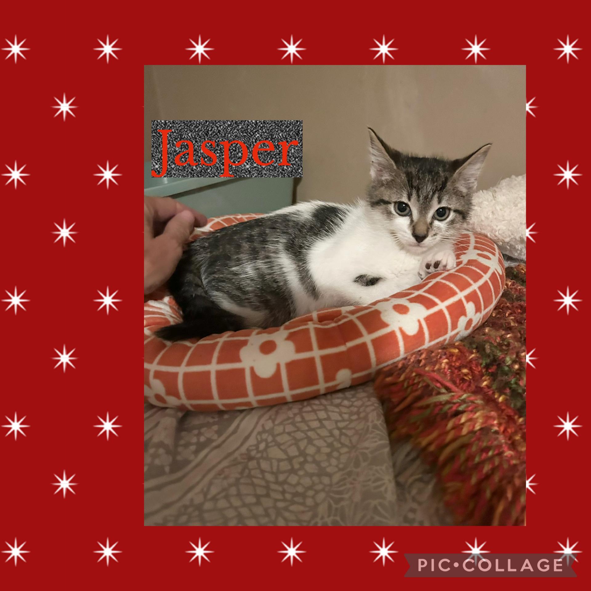 Enlarge Jasper , a ADOPTABLE Domestic Medium Hair in Bradenton, FL image 4/4