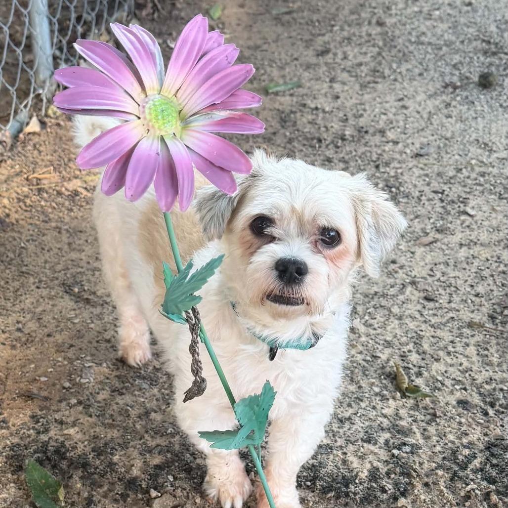 Chase, Adoptable, Adult Male Havanese & Mixed Breed.