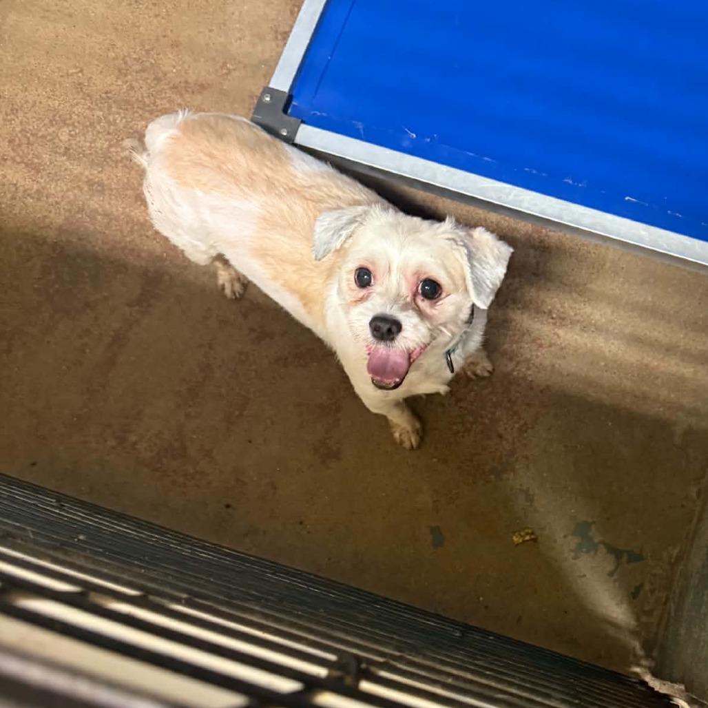 Enlarge Chase, a Adoptable mixed breed in Stephenville, TX image 2/3