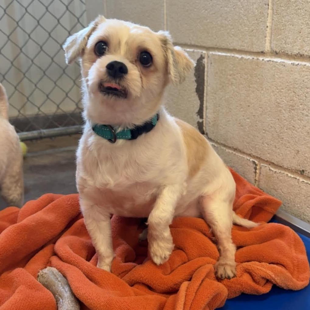 Enlarge Chase, a Adoptable mixed breed in Stephenville, TX image 3/3