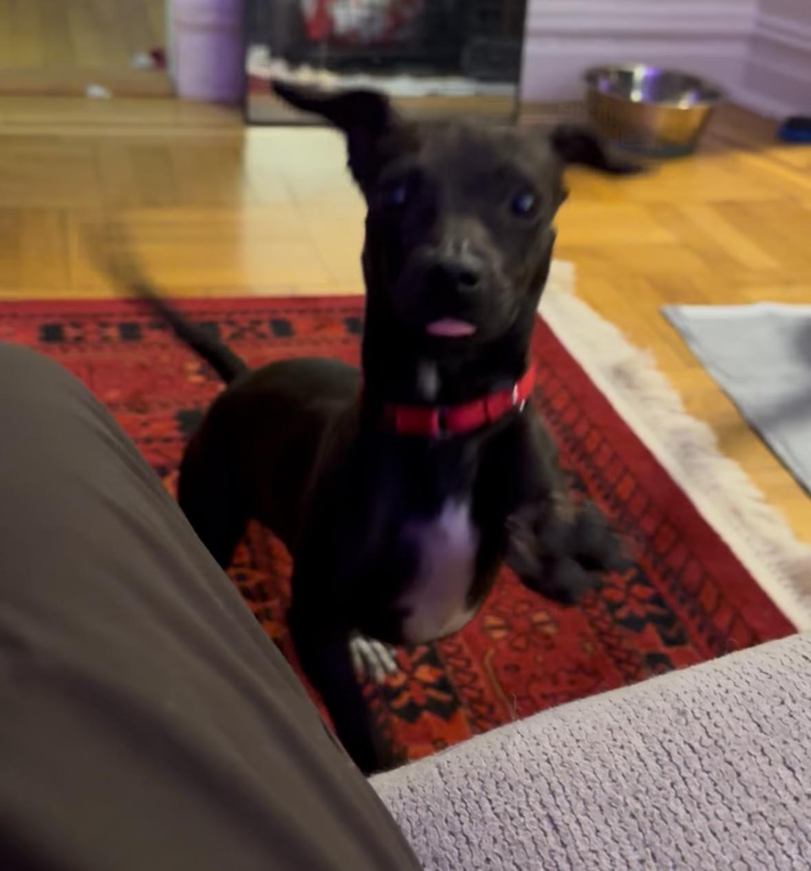 Emi, a Adoptable mixed breed in New York, NY image 3/3