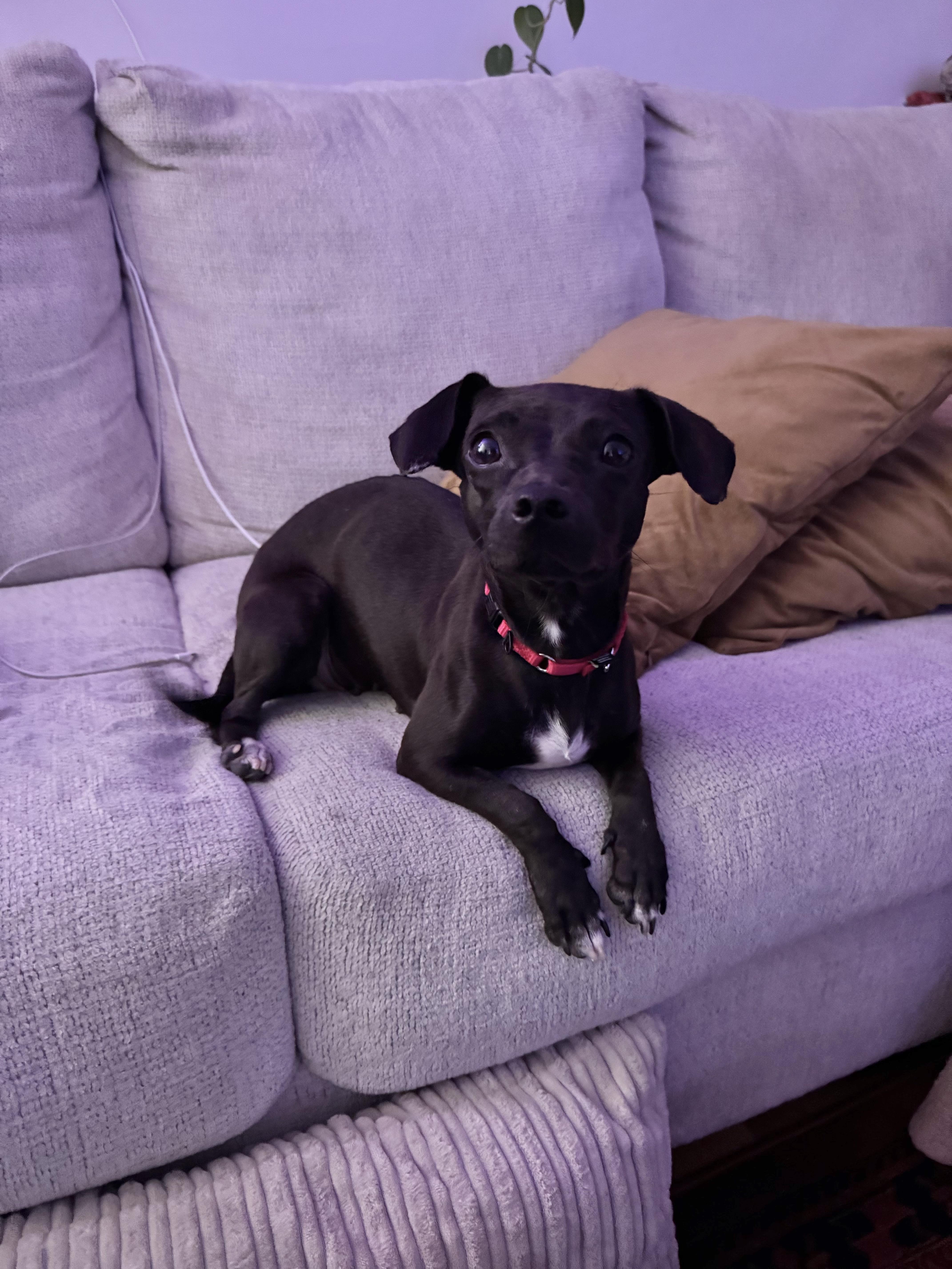 Emi, a Adoptable mixed breed in New York, NY image 1/3