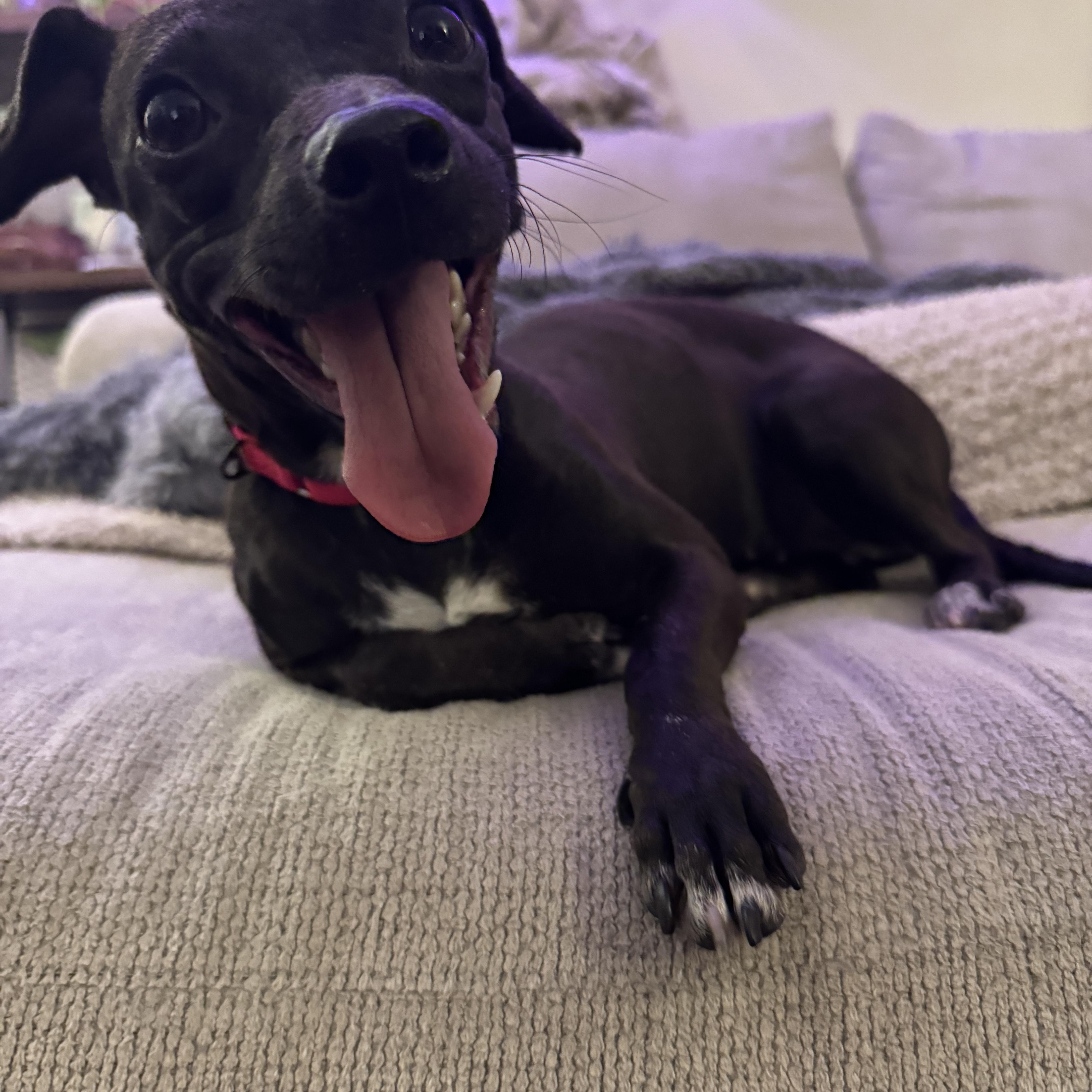 Emi, a Adoptable mixed breed in New York, NY image 2/3