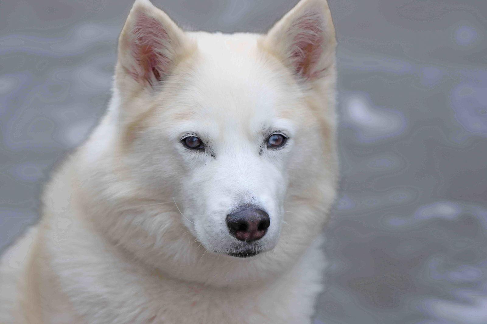 Tundra, Adoptable, Young Female Siberian Husky.