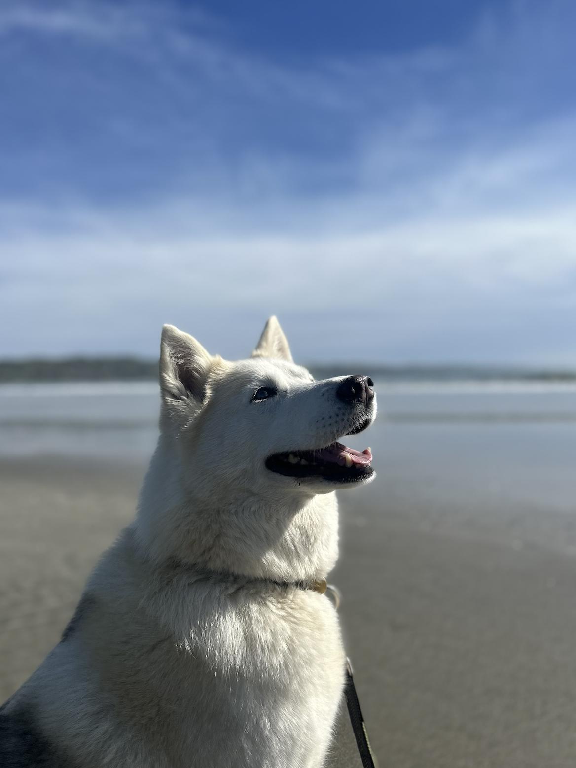 Enlarge Tundra, a Adoptable Siberian Husky in Walnut Creek, CA image 1/3