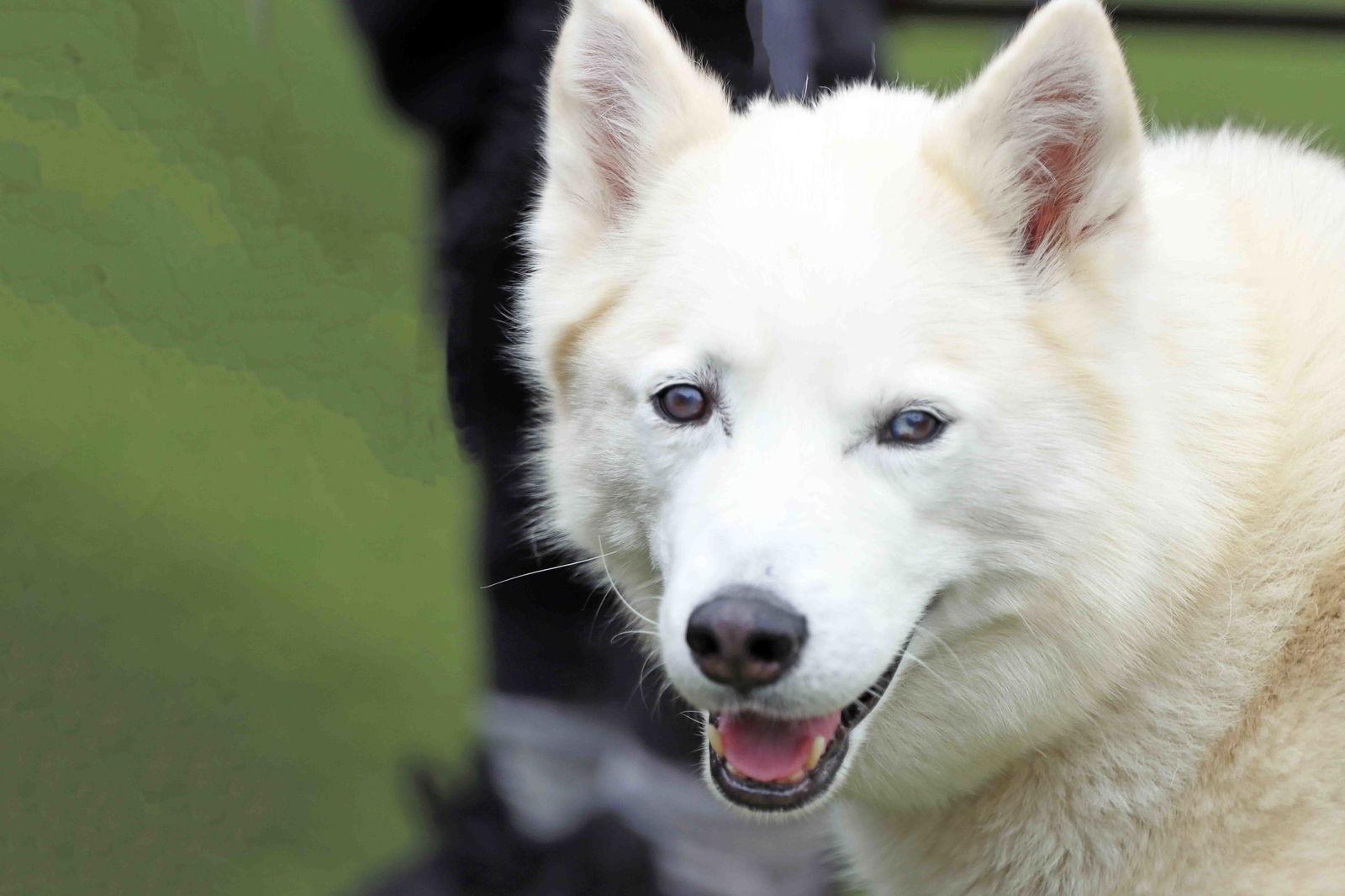 Tundra, a Adoptable Siberian Husky in Walnut Creek, CA image 2/3