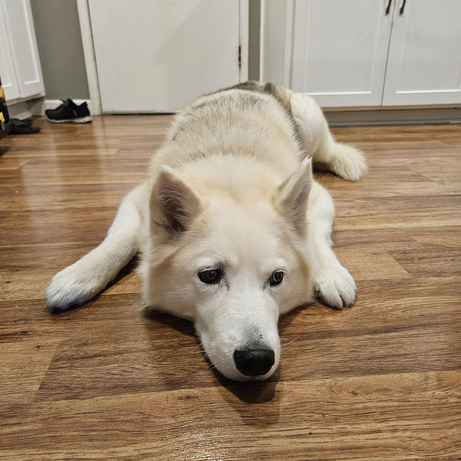 Enlarge Tundra, a Adoptable Siberian Husky in Walnut Creek, CA image 2/3