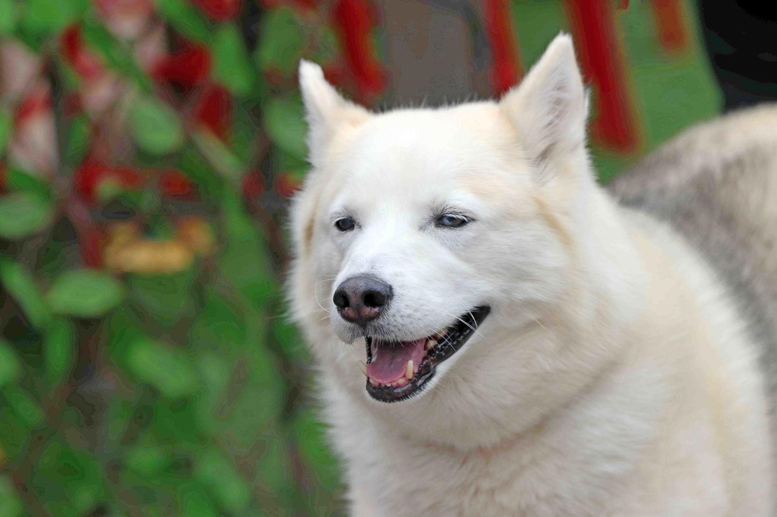 Tundra, a Adoptable Siberian Husky in Walnut Creek, CA image 3/3