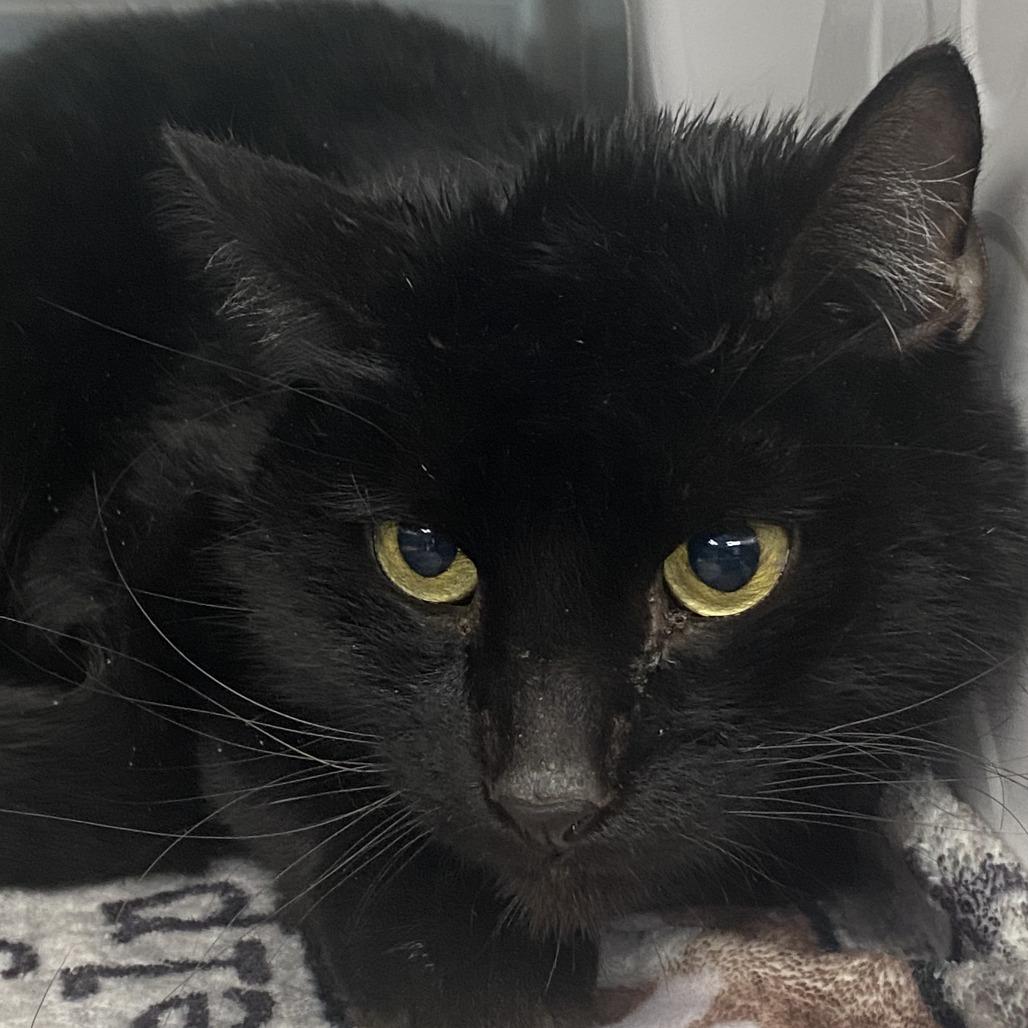 Crispin, Adoptable, Adult Male Domestic Short Hair.