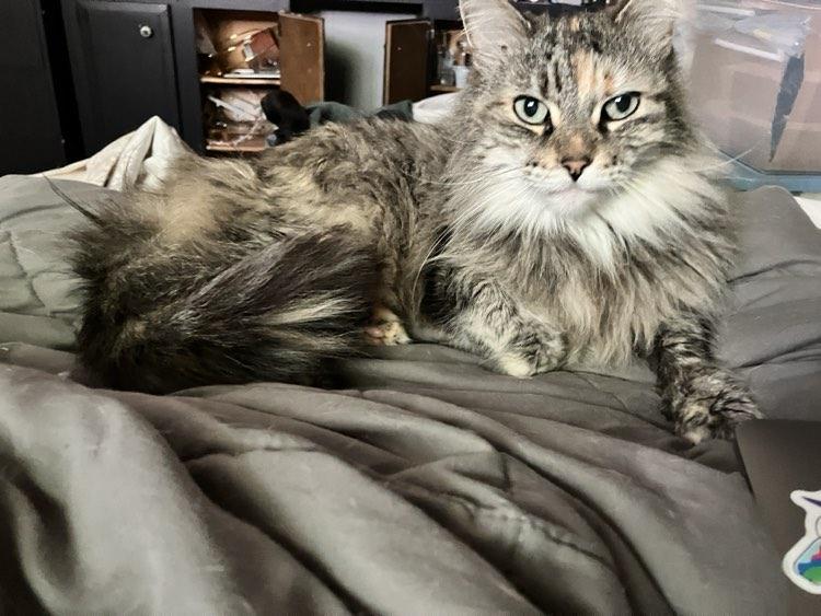 BONITA