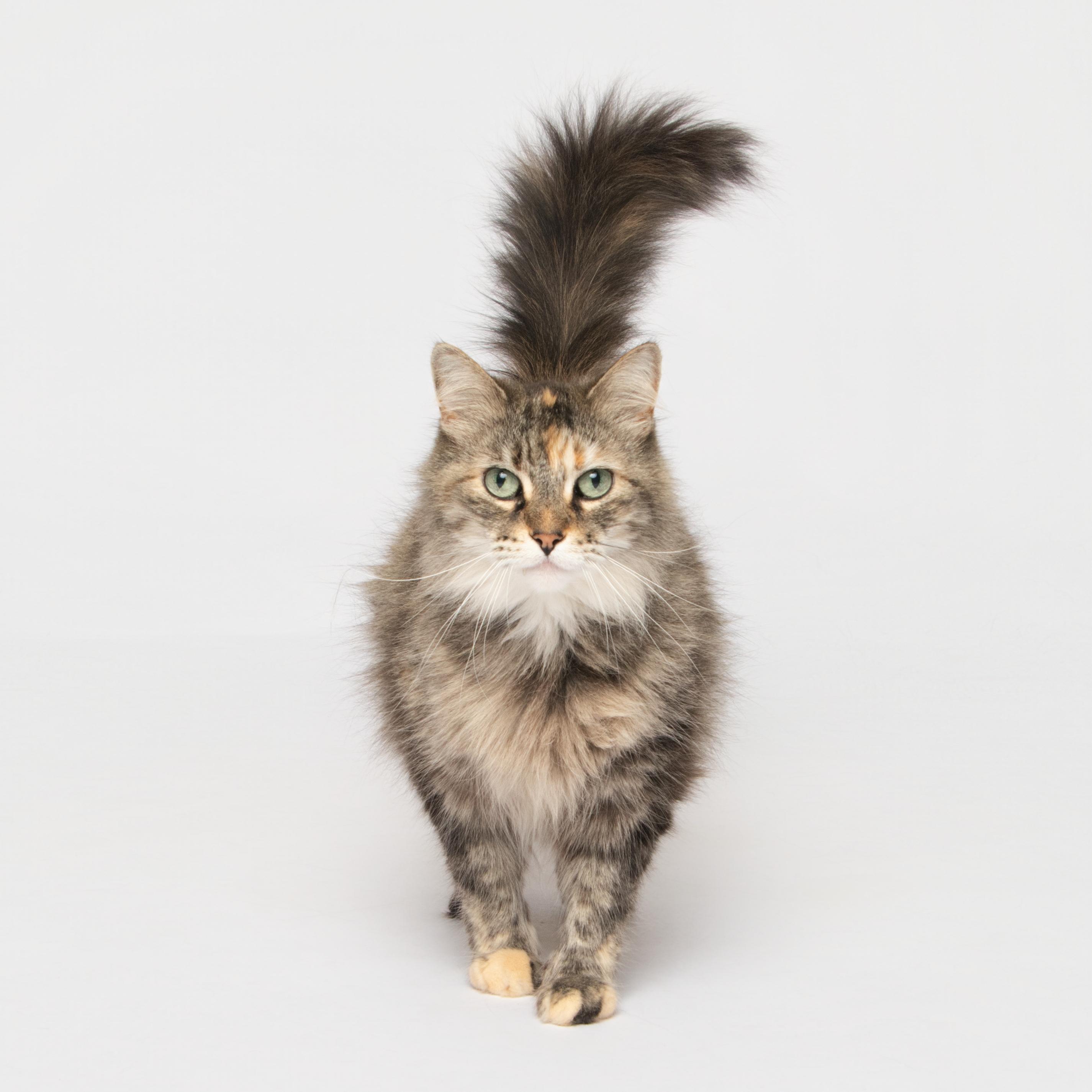 BONITA