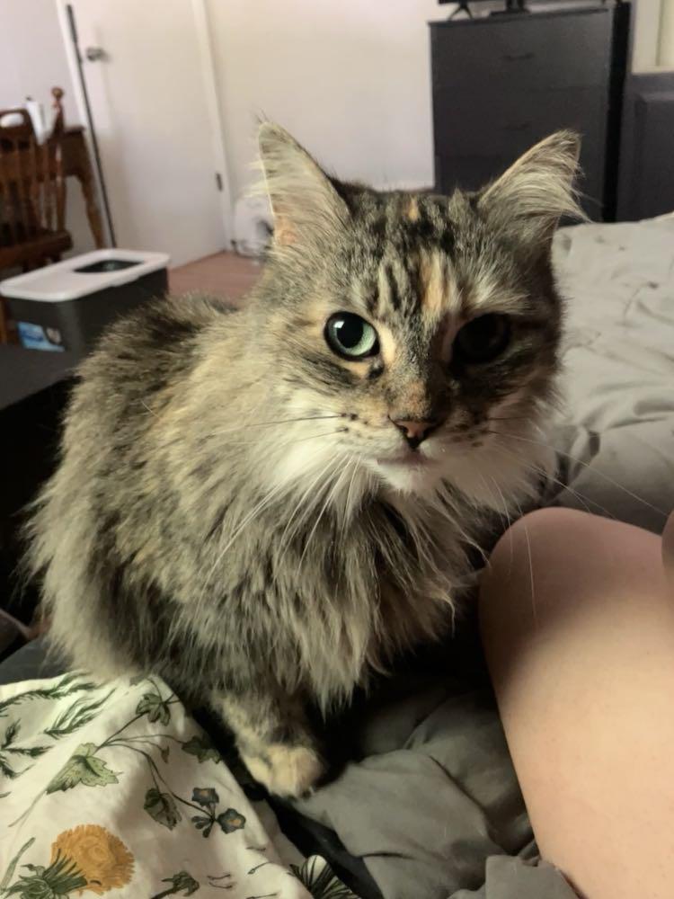 BONITA