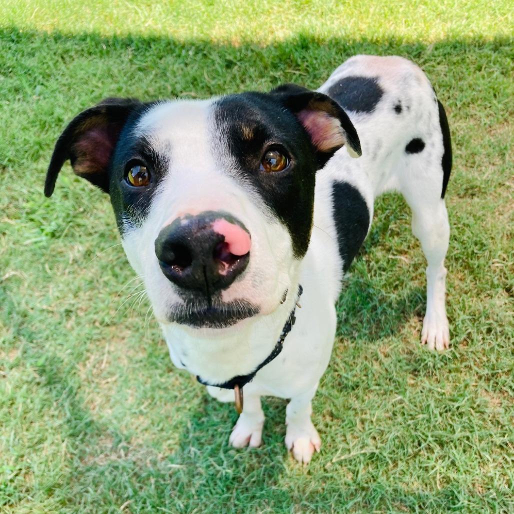 Jack Skellington, Adoptable, Young Male Dalmatian & Mixed Breed.