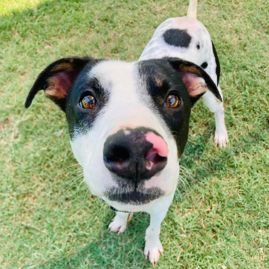 Enlarge Jack Skellington, a Adoptable mixed breed in Cabot, AR image 2/5