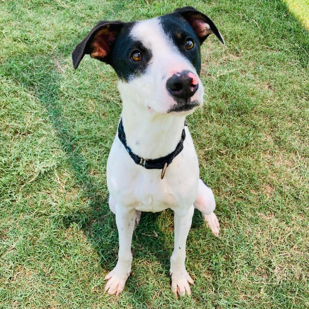 Enlarge Jack Skellington, a Adoptable mixed breed in Cabot, AR image 3/5