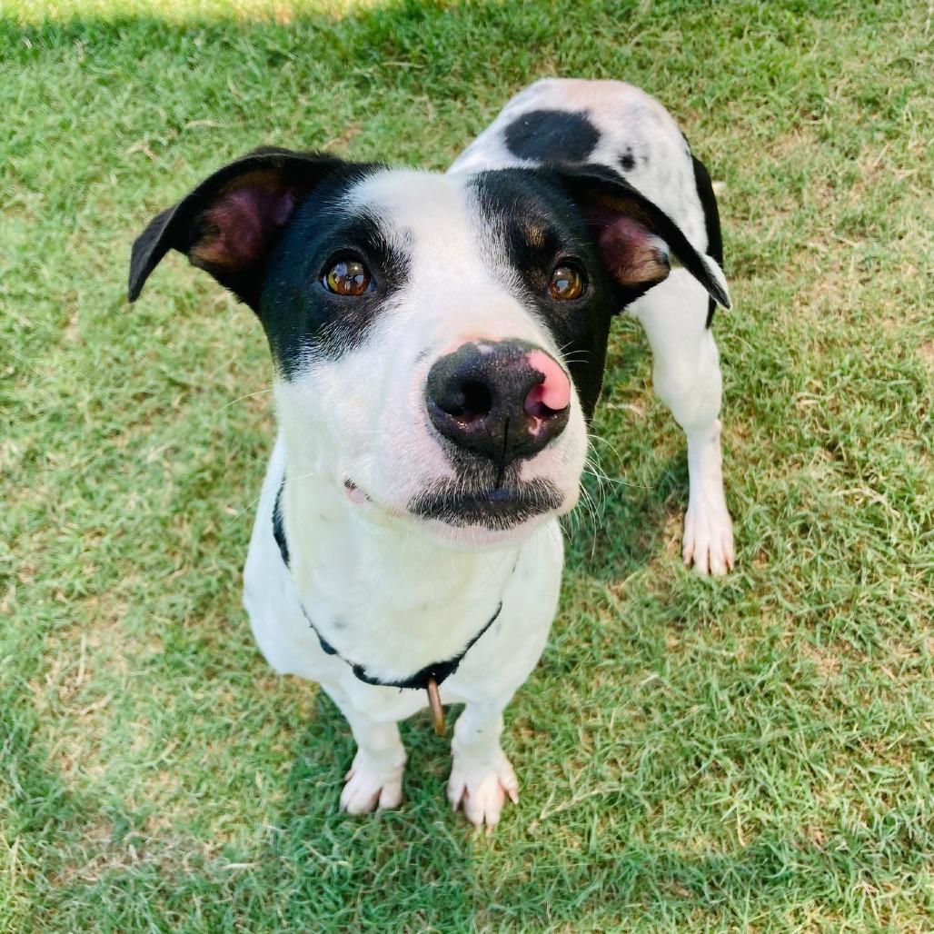 Enlarge Jack Skellington, a Adoptable mixed breed in Cabot, AR image 4/5