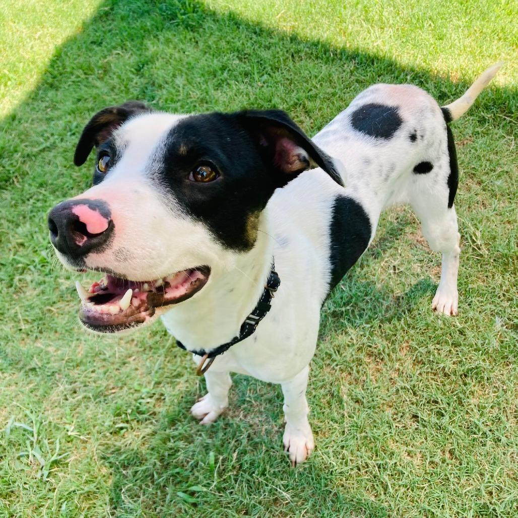 Enlarge Jack Skellington, a Adoptable mixed breed in Cabot, AR image 5/5