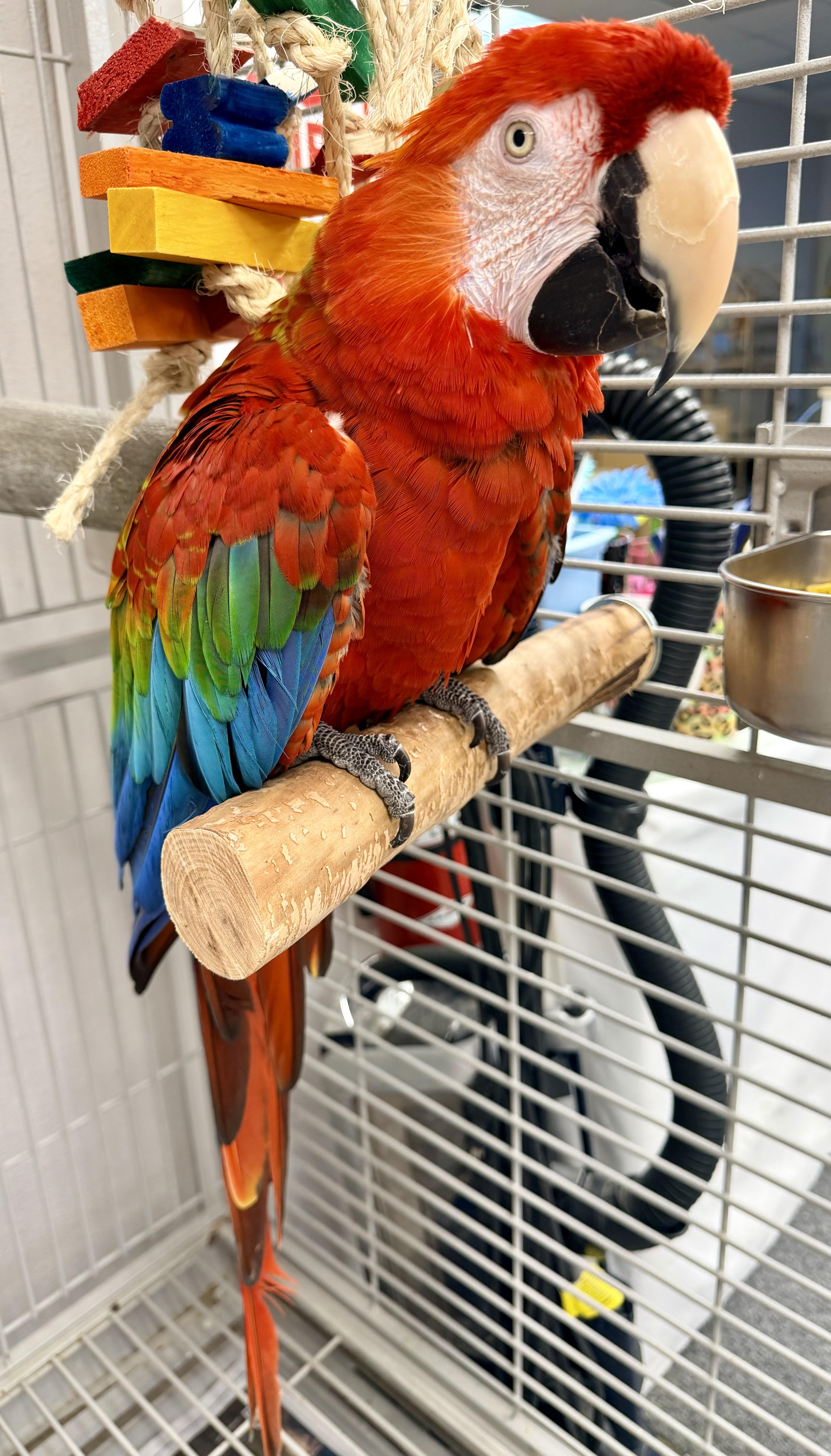 Enlarge Pete, a Adoptable Macaw in Punta Gorda, FL image 1/1