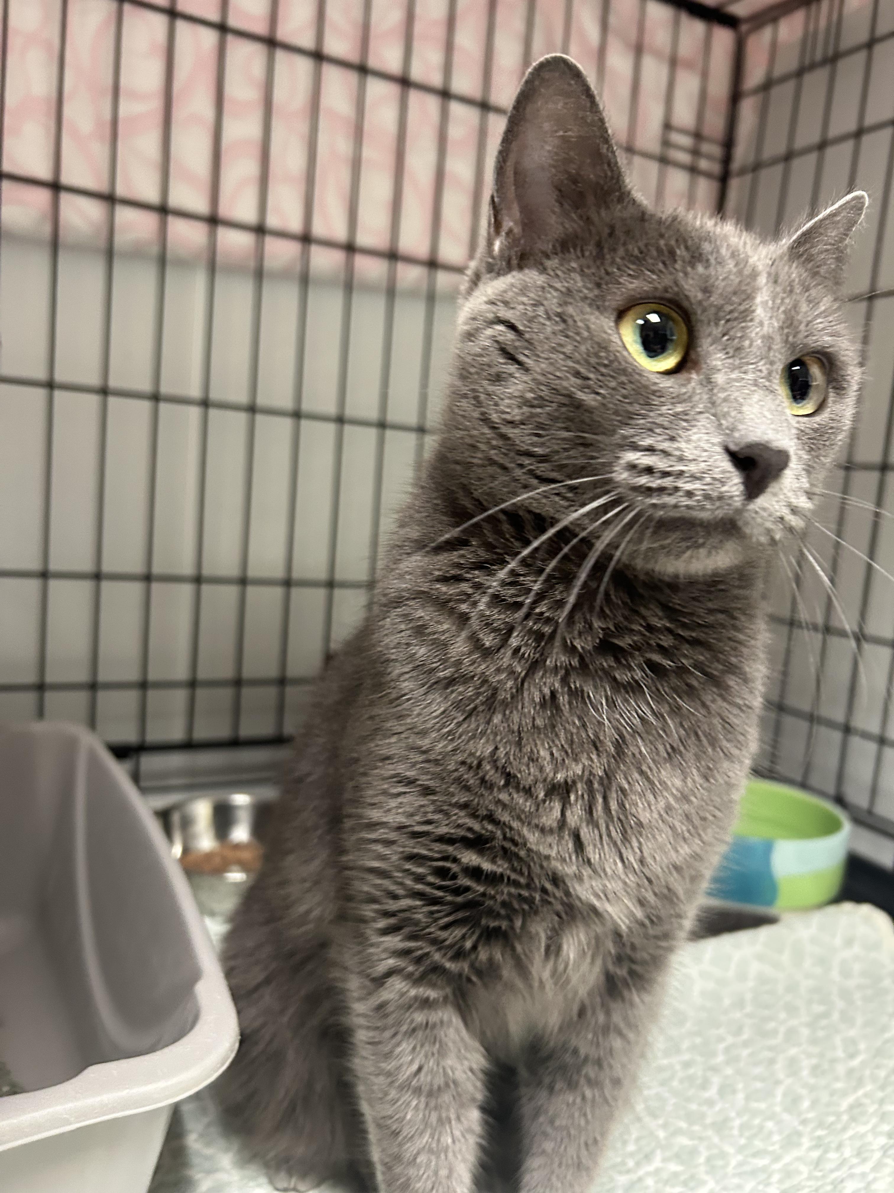 Enlarge Blue, a ADOPTABLE Domestic Short Hair in Cape May, NJ image 2/3