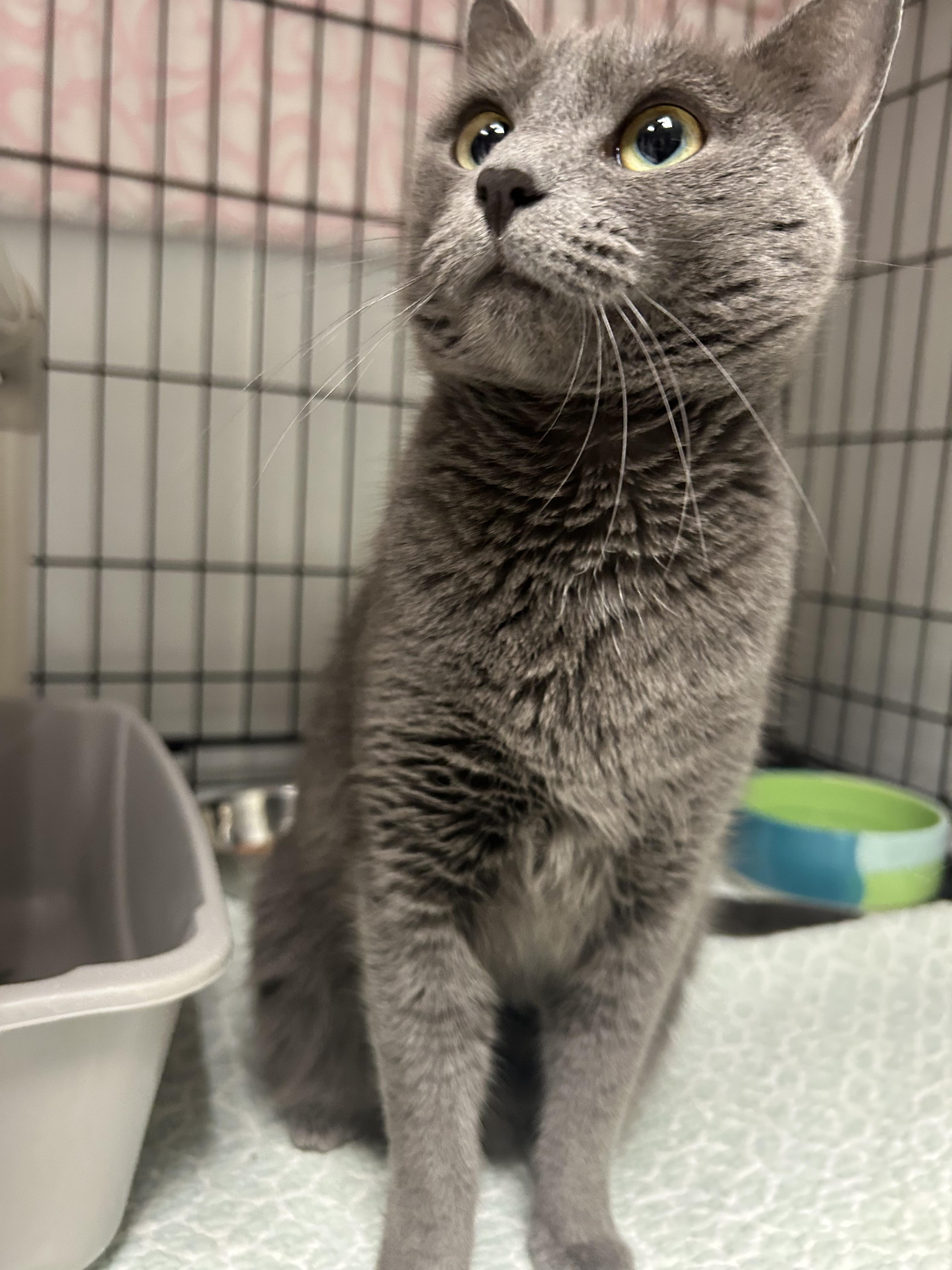 Enlarge Blue, a ADOPTABLE Domestic Short Hair in Cape May, NJ image 1/3