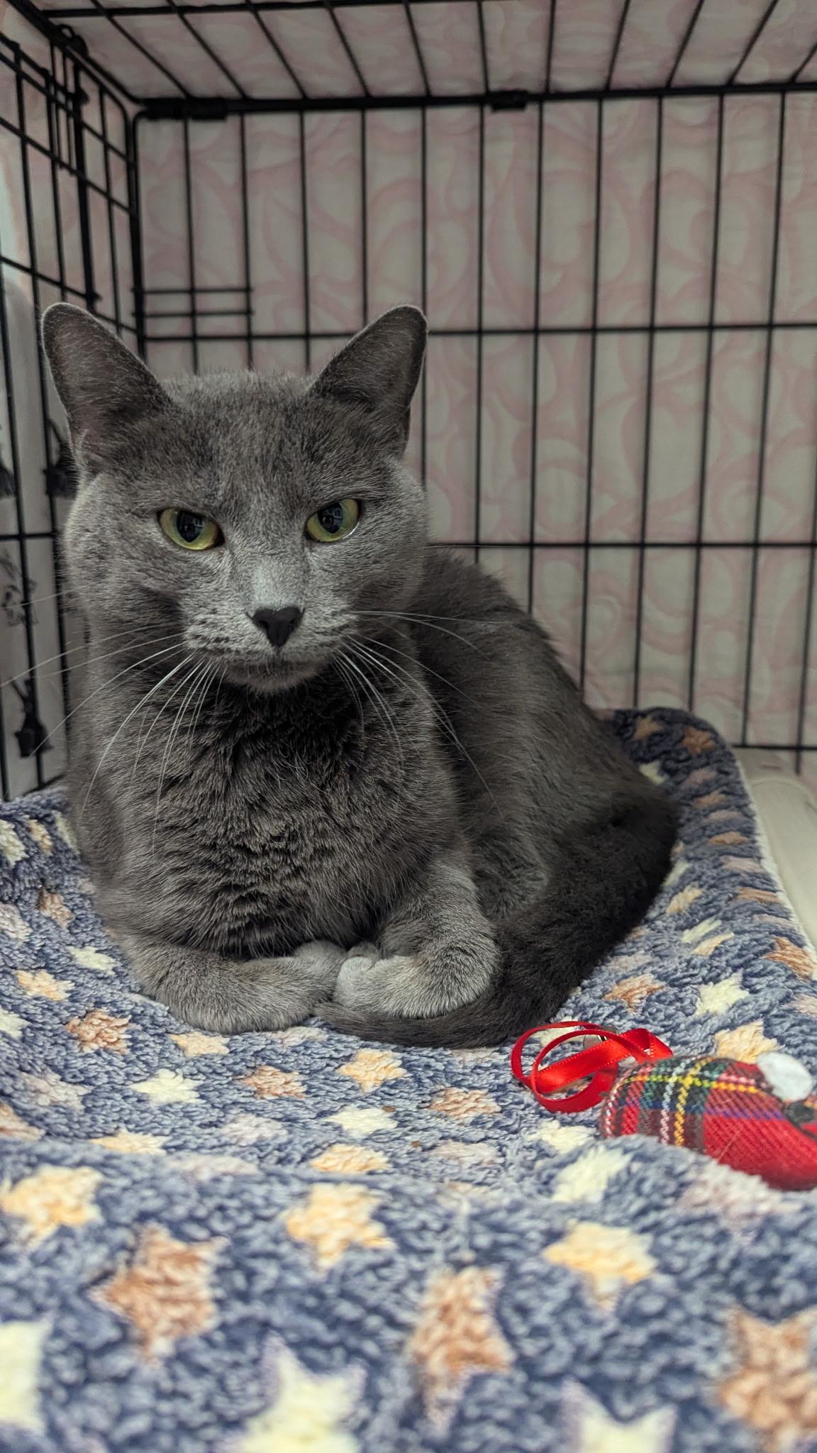 Enlarge Blue, a ADOPTABLE Domestic Short Hair in Cape May, NJ image 3/3