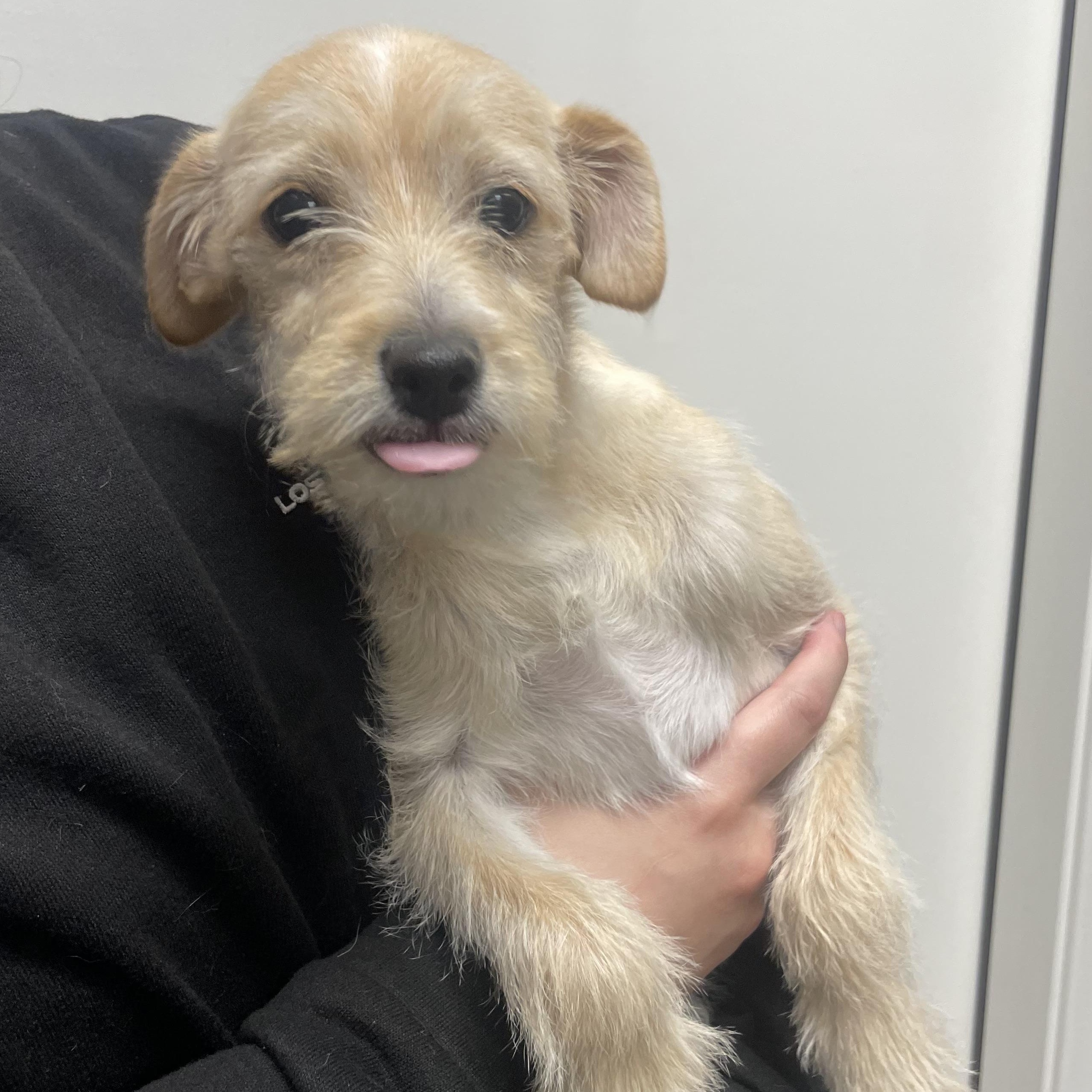 Enlarge Breezy, a ADOPTABLE mixed breed in Henderson, NV image 2/2