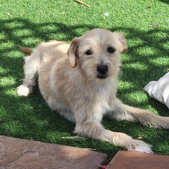 Breezy, ADOPTABLE, Puppy Female Terrier & Chihuahua.