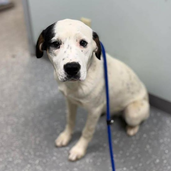 Enlarge Froggy, a ADOPTABLE mixed breed in Bardstown, KY image 6/6