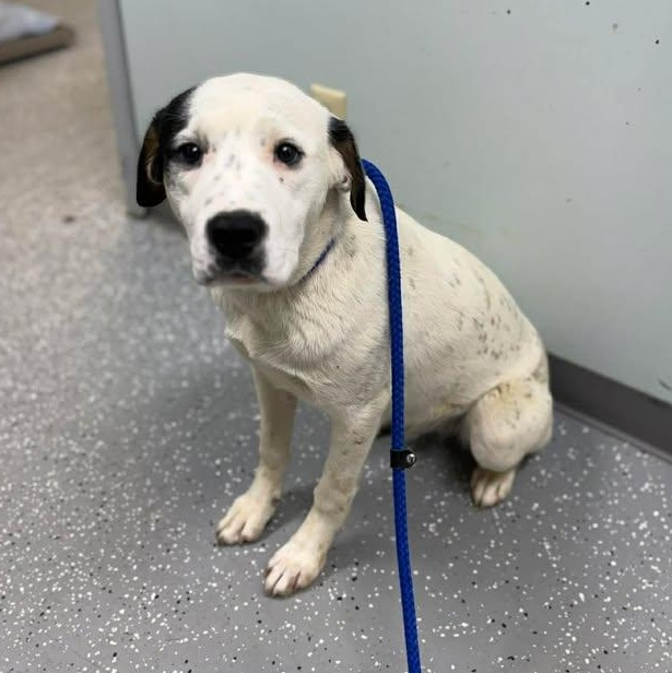 Enlarge Froggy, a ADOPTABLE mixed breed in Bardstown, KY image 2/6