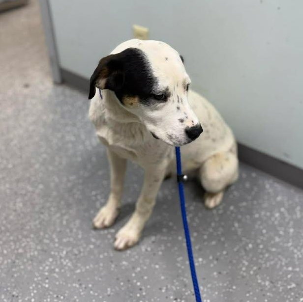 Enlarge Froggy, a ADOPTABLE mixed breed in Bardstown, KY image 3/6