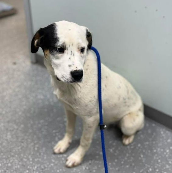 Enlarge Froggy, a ADOPTABLE mixed breed in Bardstown, KY image 1/6