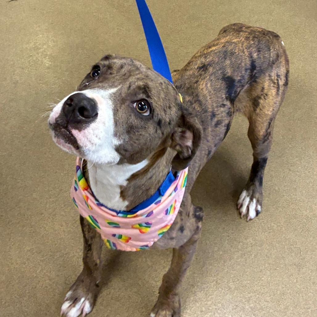 Harley, Adoptable, Young Female Catahoula Leopard Dog & Mixed Breed.