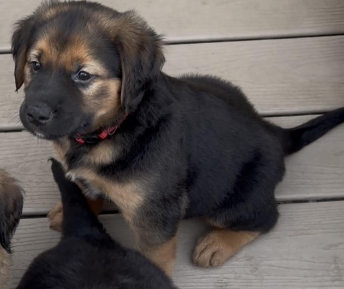 Enlarge Marley, an adopted mixed breed in Yorkville, IL image 2/3